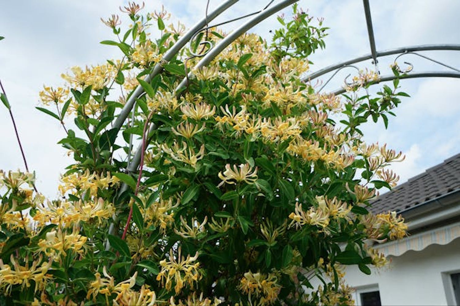 Stedsegrøn kaprifolie pryder en grøn pergola Stedsegrøn kaprifolie pryder en grøn pergola